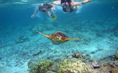 Exploring the Best Snorkeling Beaches on Hawaii’s Big Island